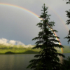 Regenbogen über einem See und im Vordergrund großen Tanne steht für Strategie und Persönlichkeit